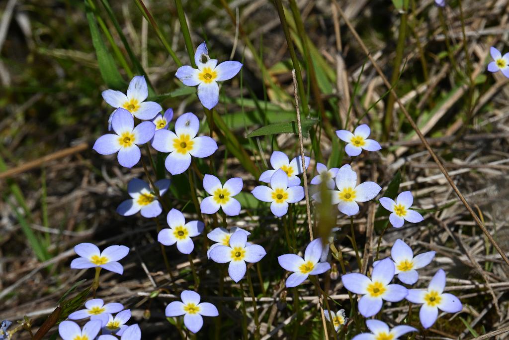 2025-05128455 Halibut Point State Park, MA.JPG - Bluets. Halibut Point State Park, MA, 55-12-2025